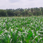 Togo : une agriculture sous contrainte