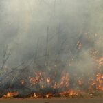 Togo : les feux de végétation, une menace persistante pour l’environnement