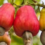 Togo : la filière anacarde face au défi de la transformation