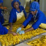 Agroalimentaire togolais : le grand mirage du consommer local