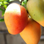 Filière mangue au Togo : le défi de la valeur