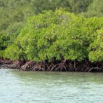 Restauration des mangroves au Togo : une urgence