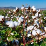 Coton en zone CFA : La filière sous la double menace du climat et du choc sur les engrais